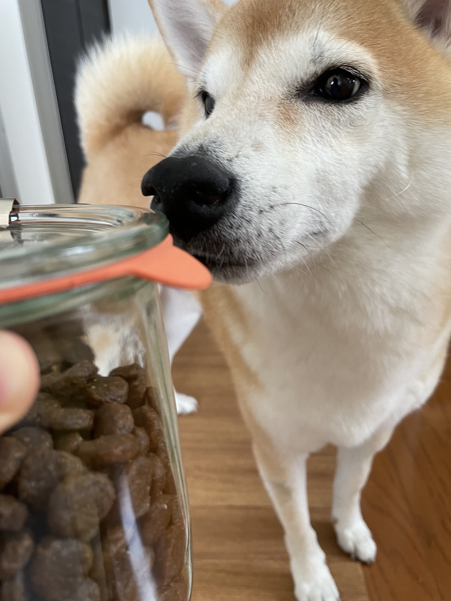 フードと犬