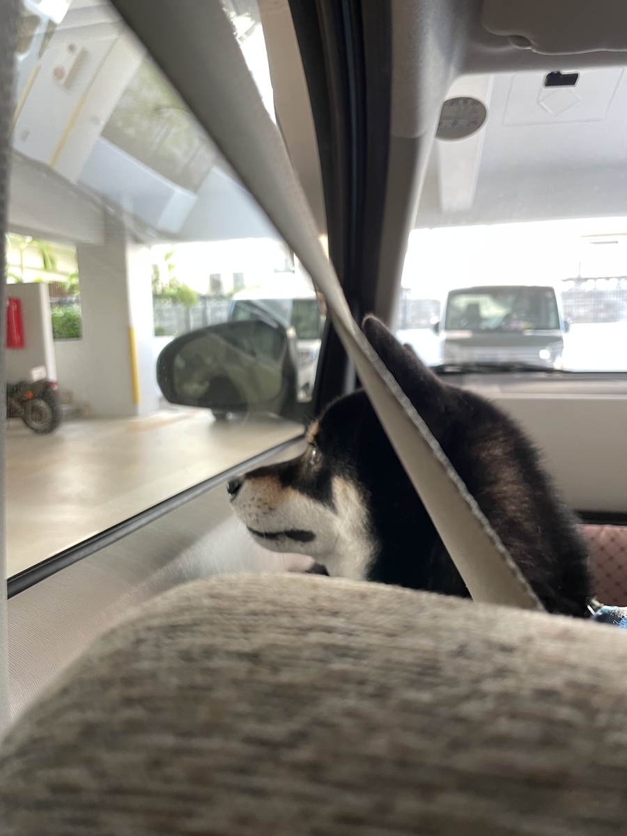 車に乗る犬