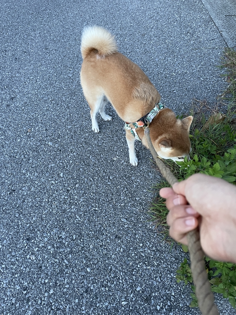 散歩する犬