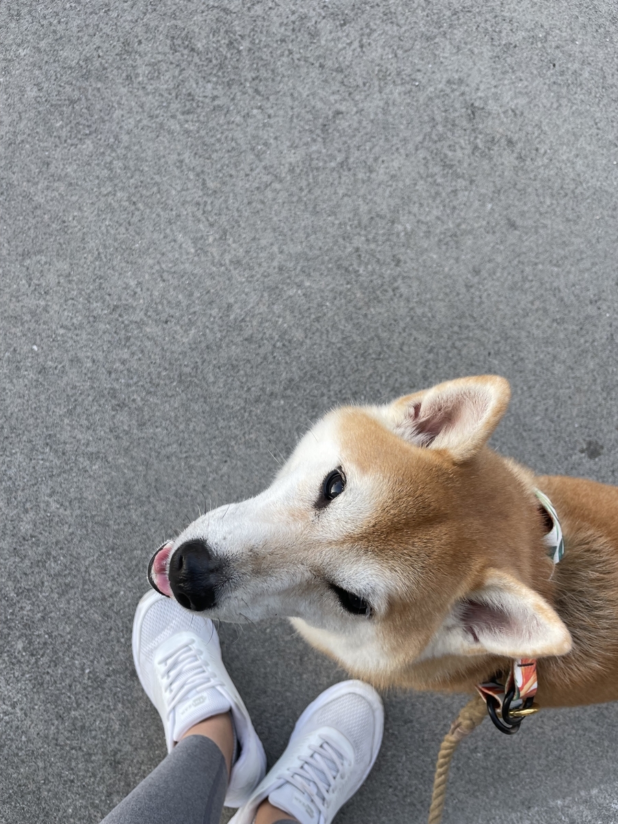 見上げる犬