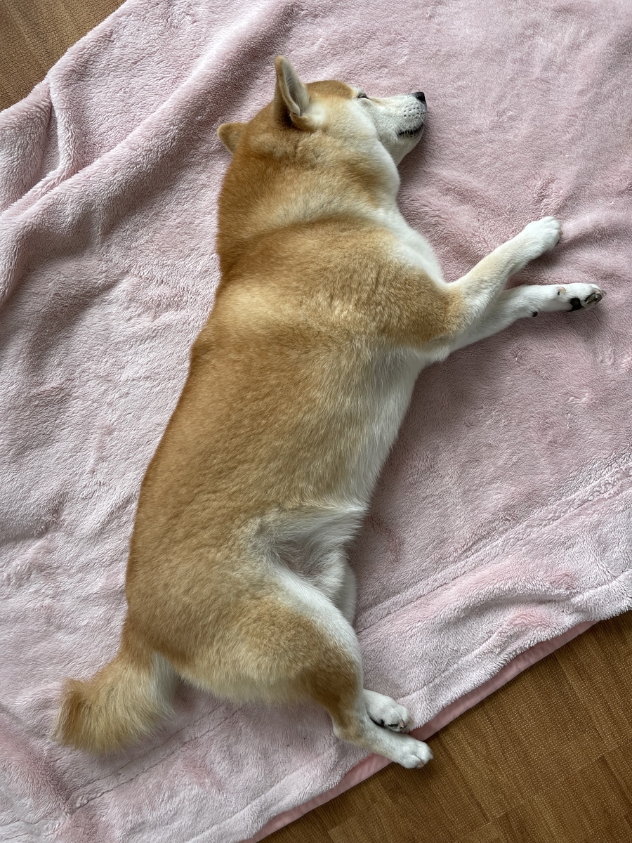 眠る犬