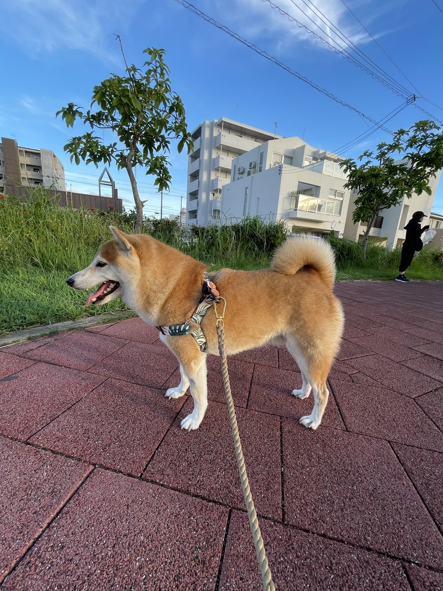 青空と犬