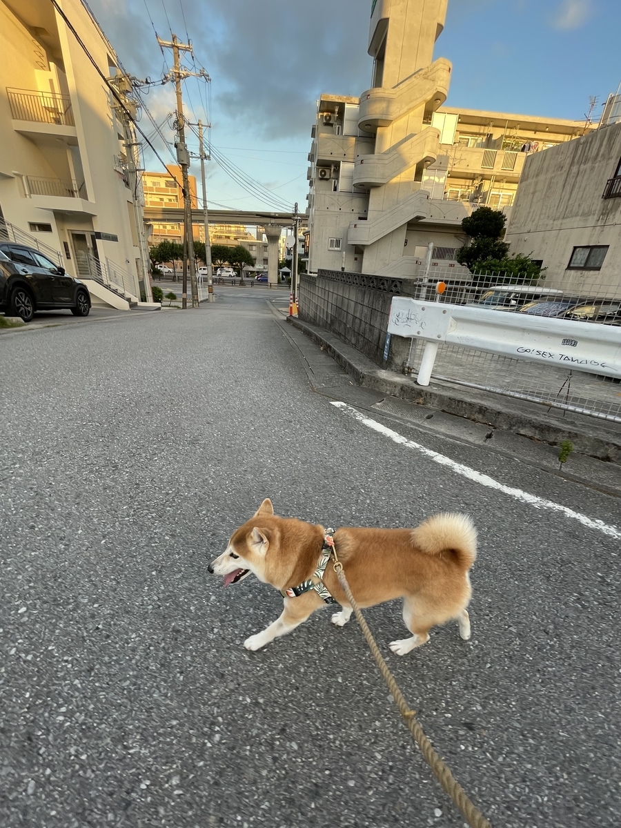 散歩する犬