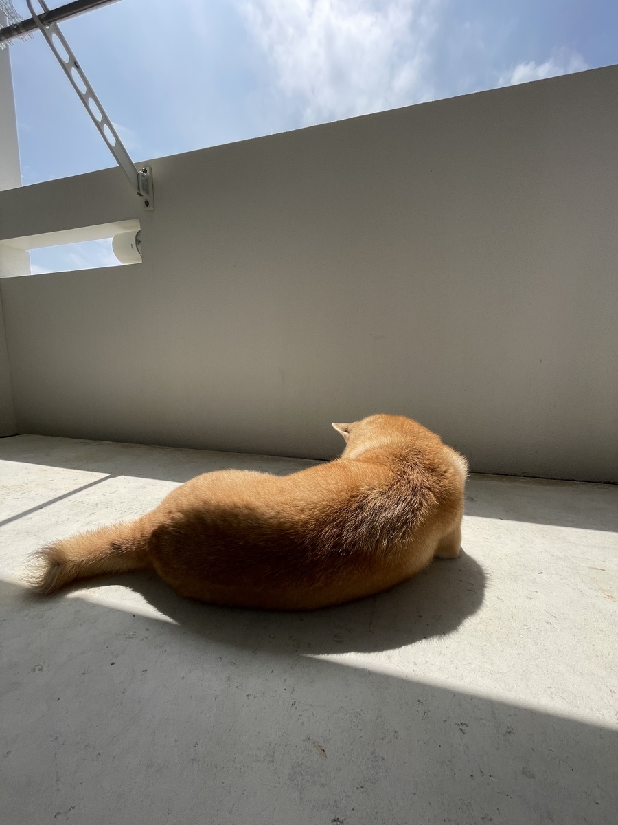 日向ぼっこする犬