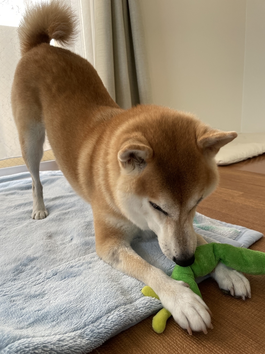 遊ぶ犬