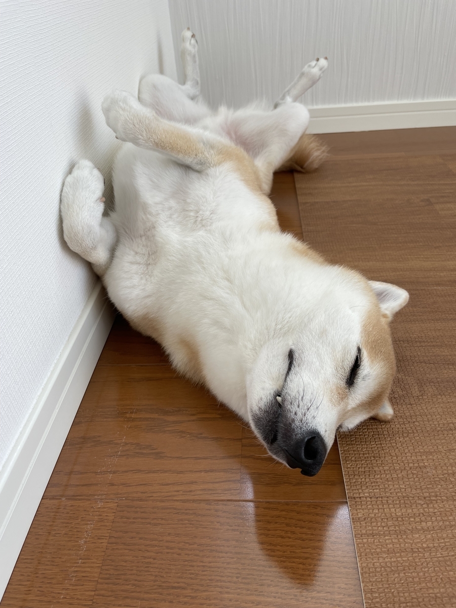 眠る犬