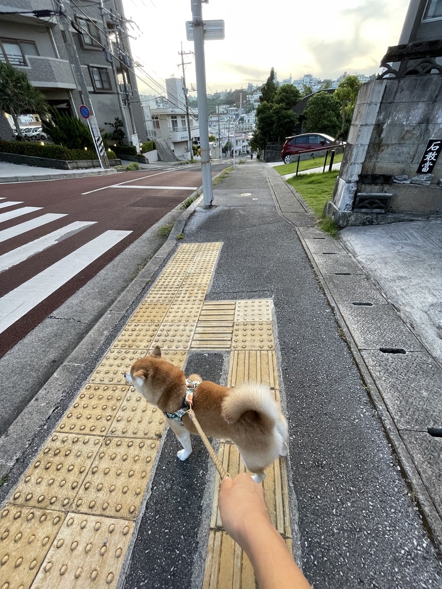 散歩する犬