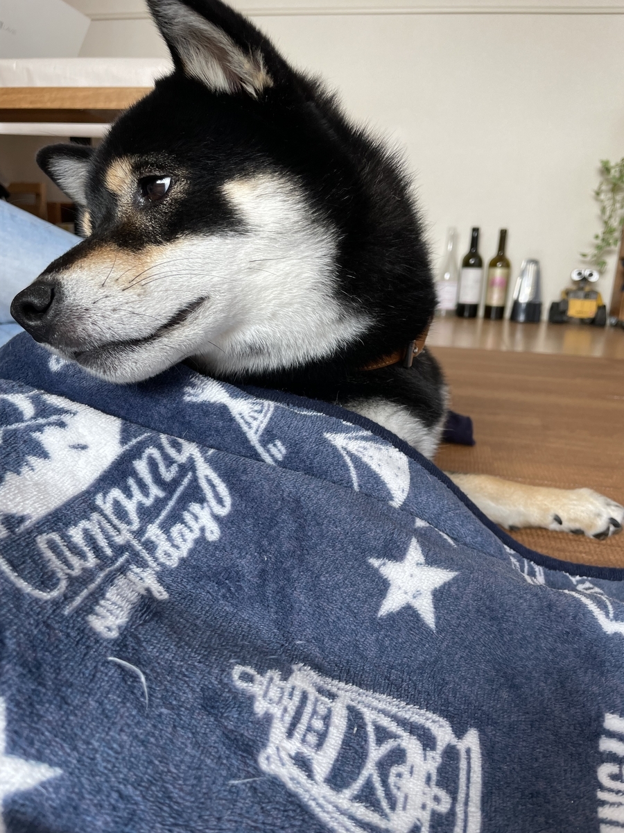 くつろぐ犬