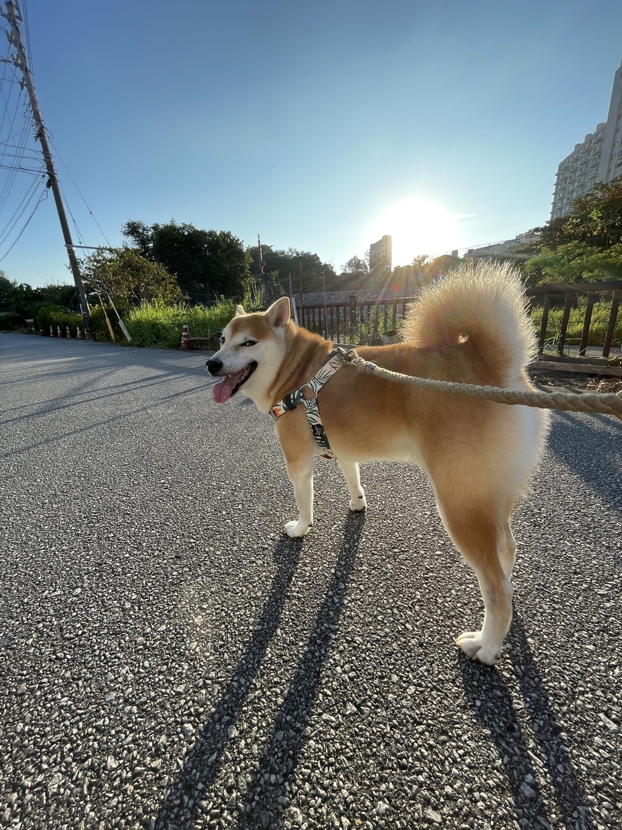 朝日と犬