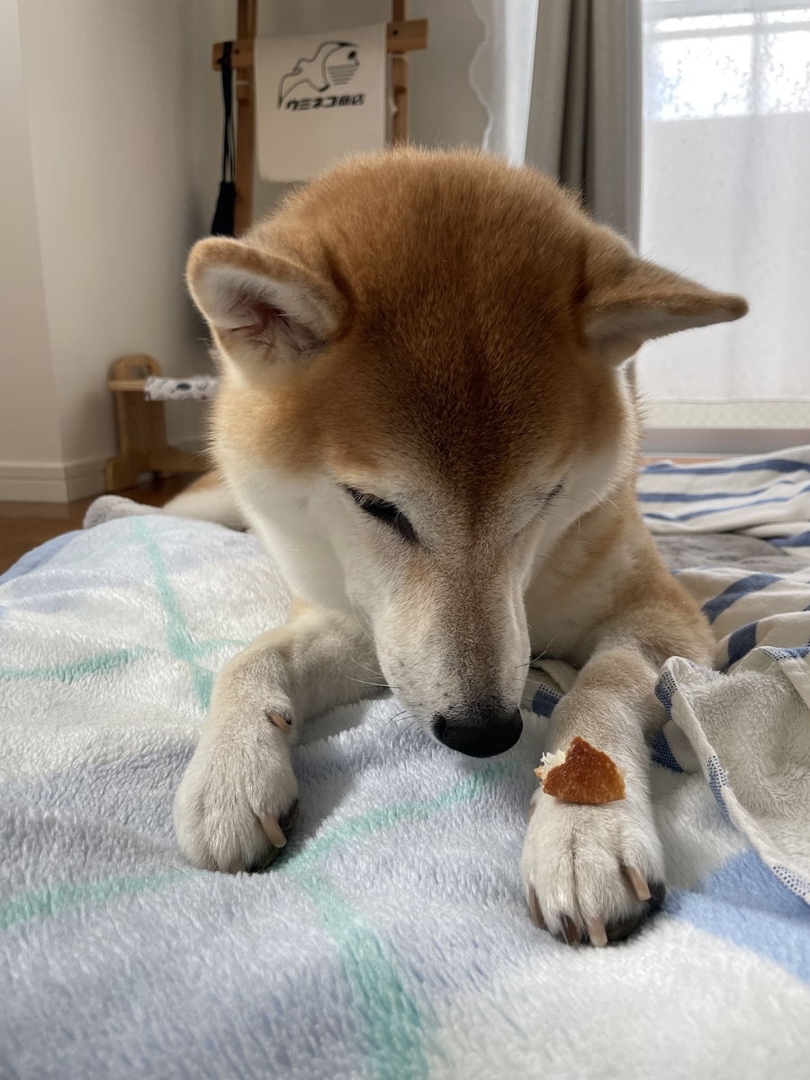 パンを見つめる犬