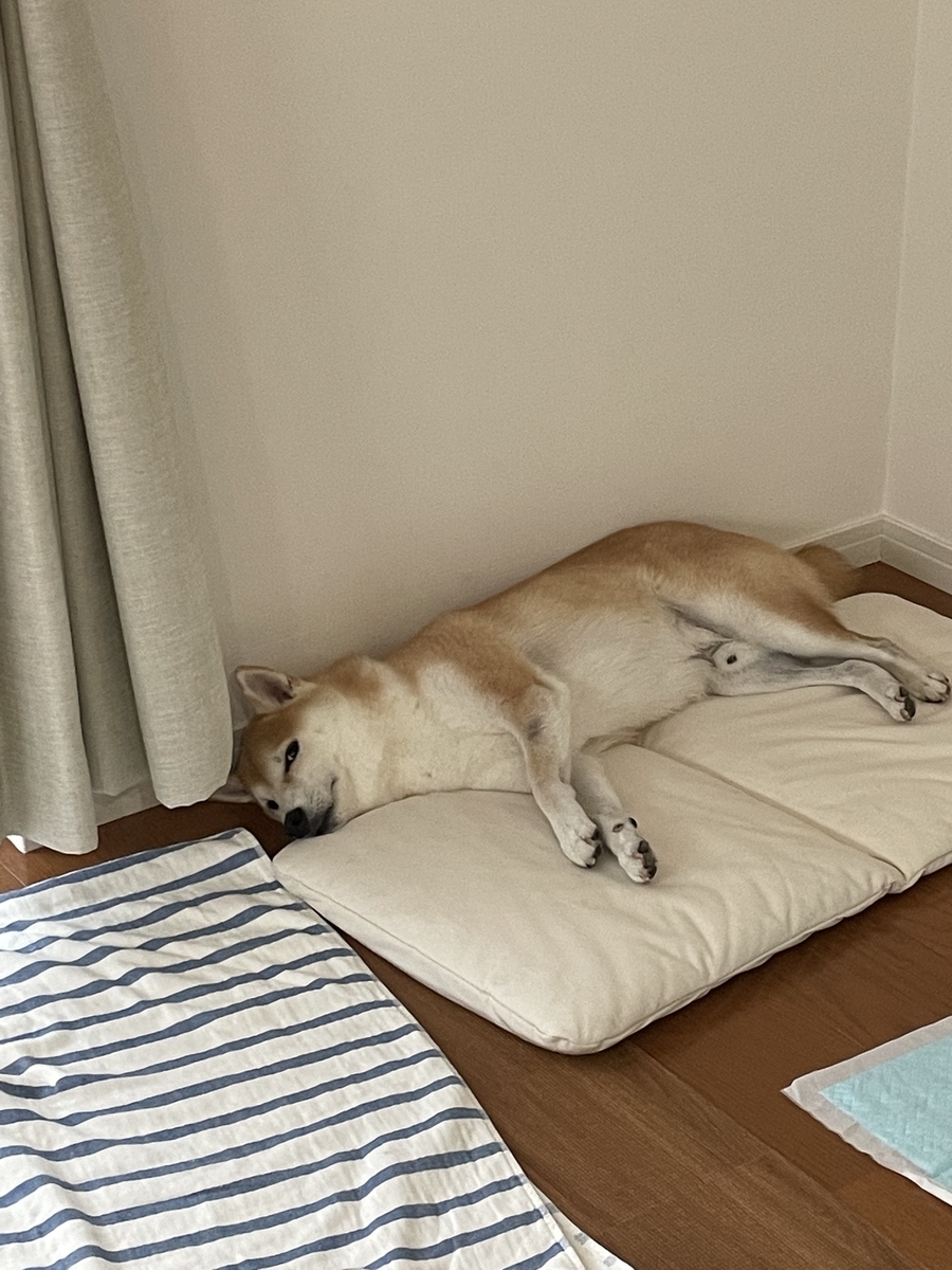 横になる犬