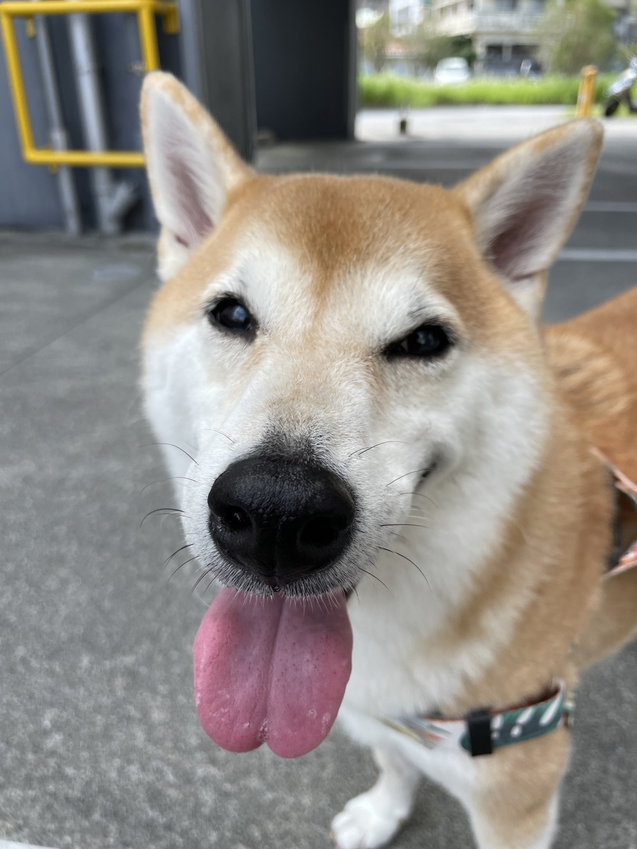 舌を出す犬
