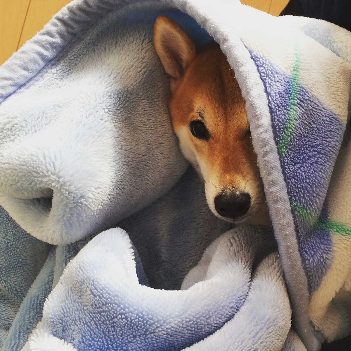 毛布にくるまる犬