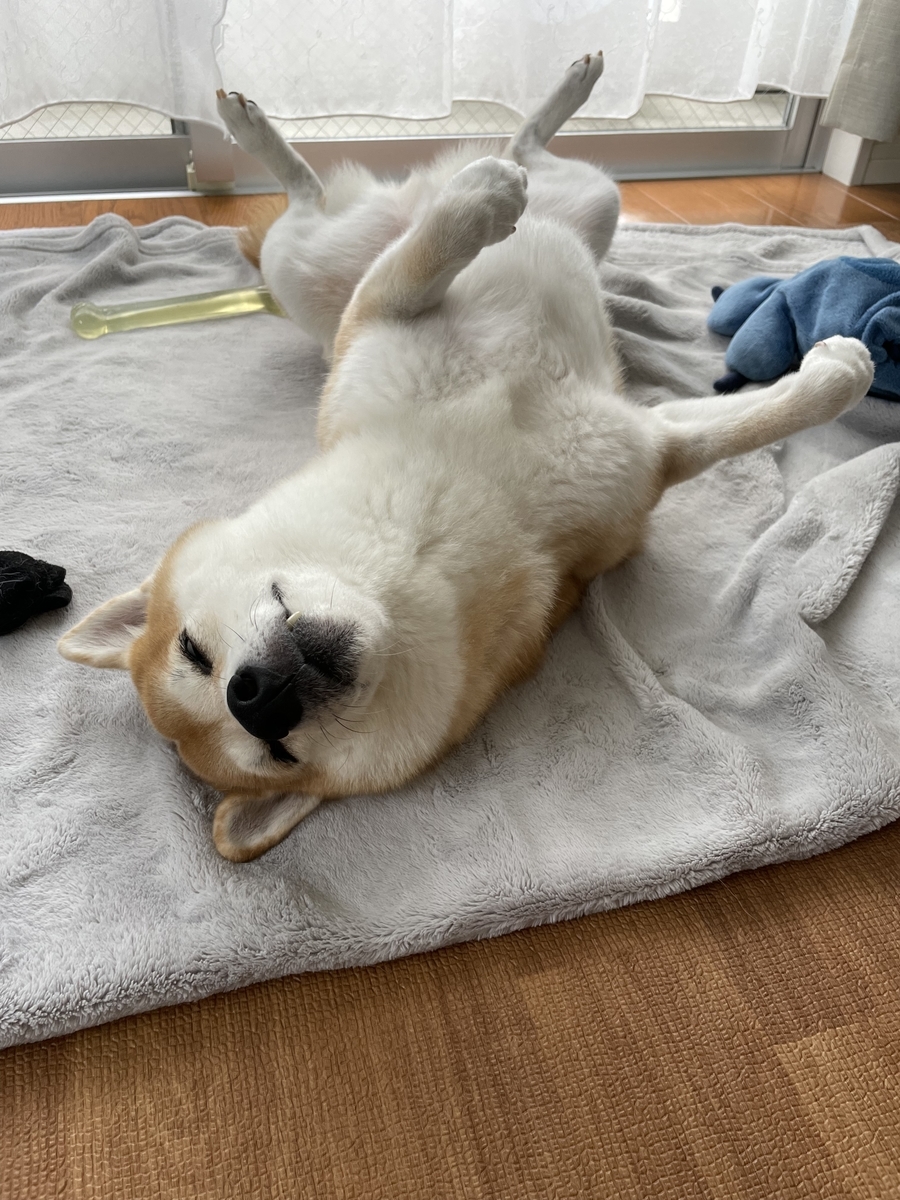 仰向けの犬