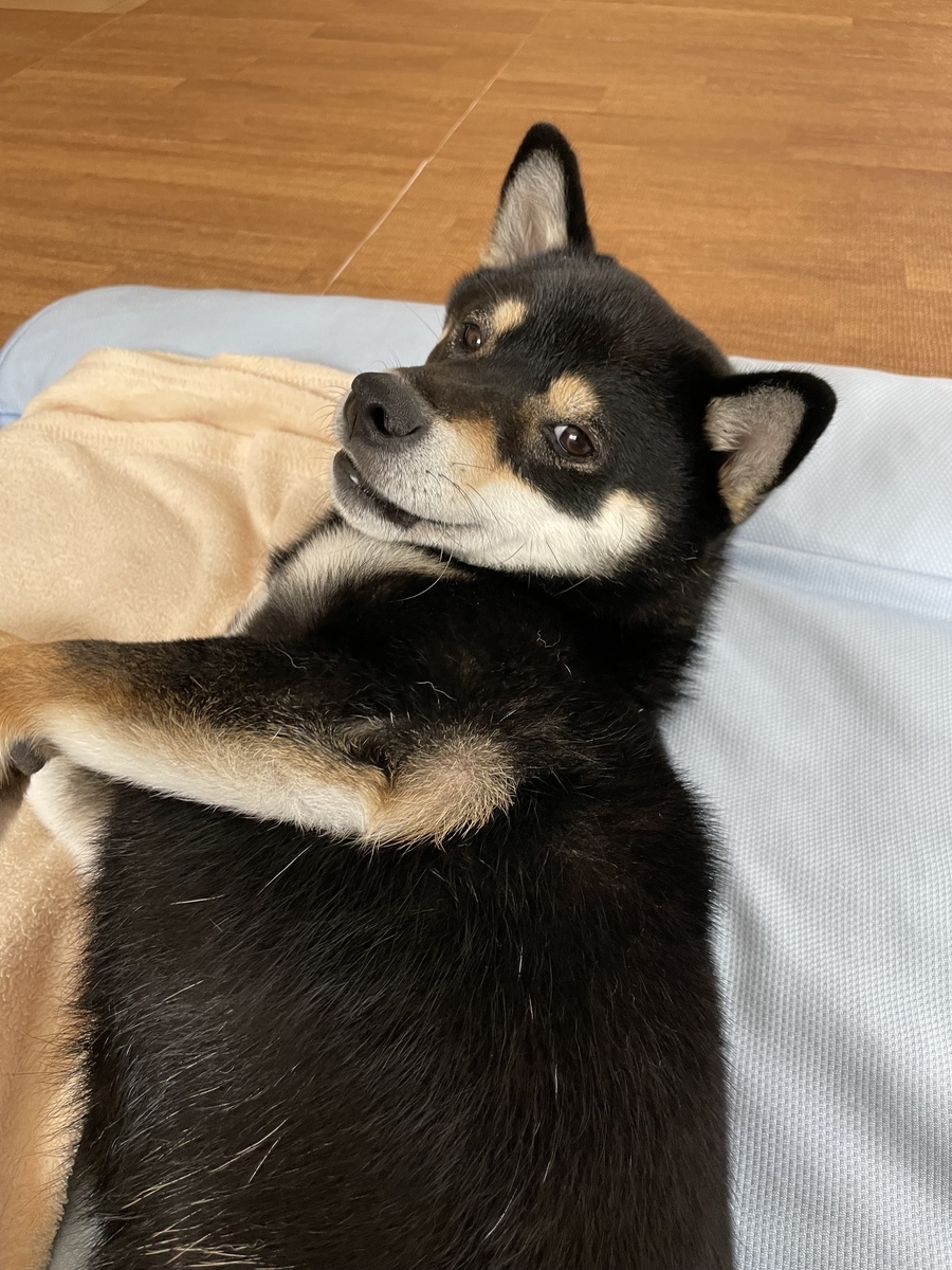 仰向けの犬