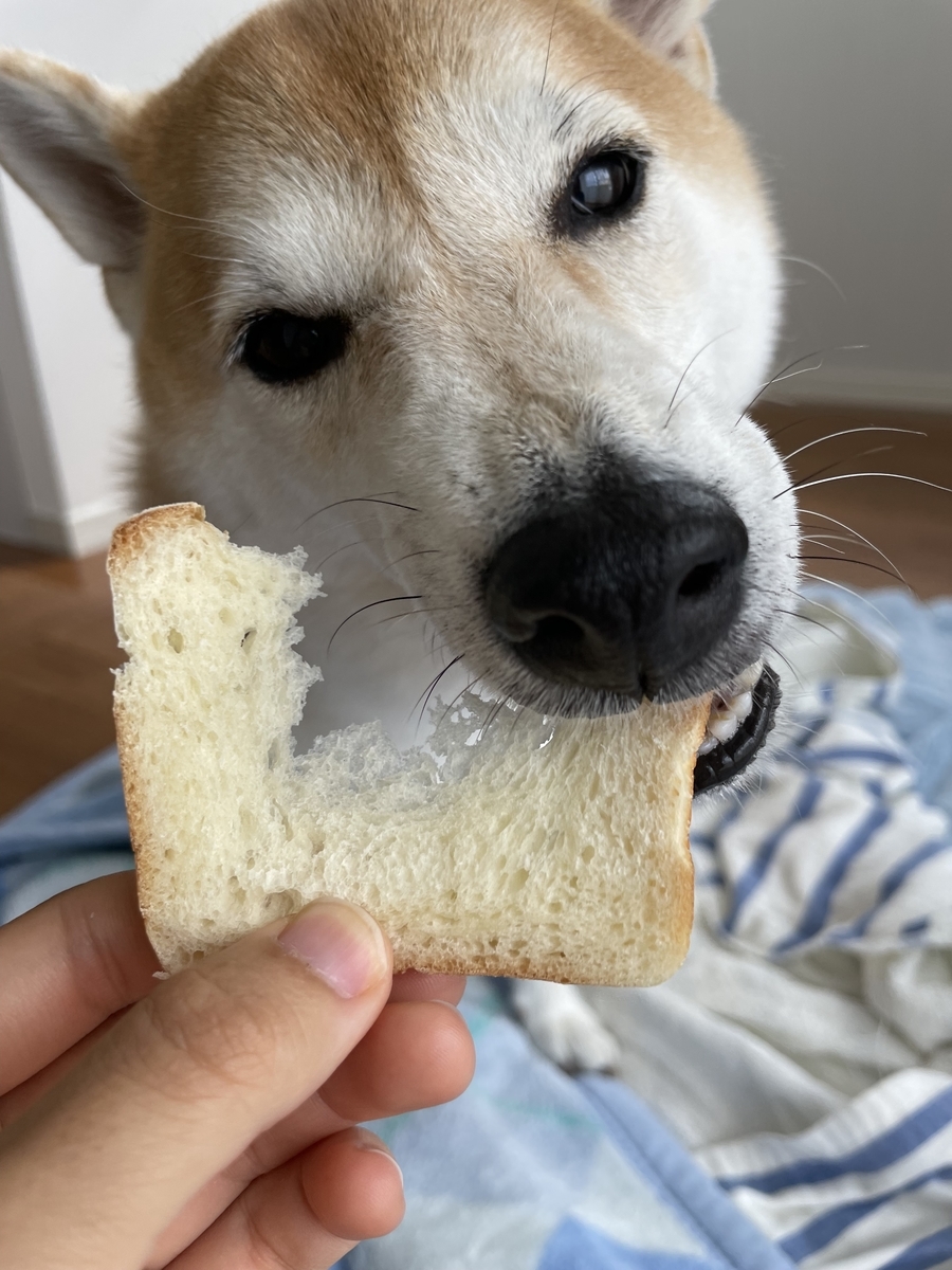 パンを食べる犬