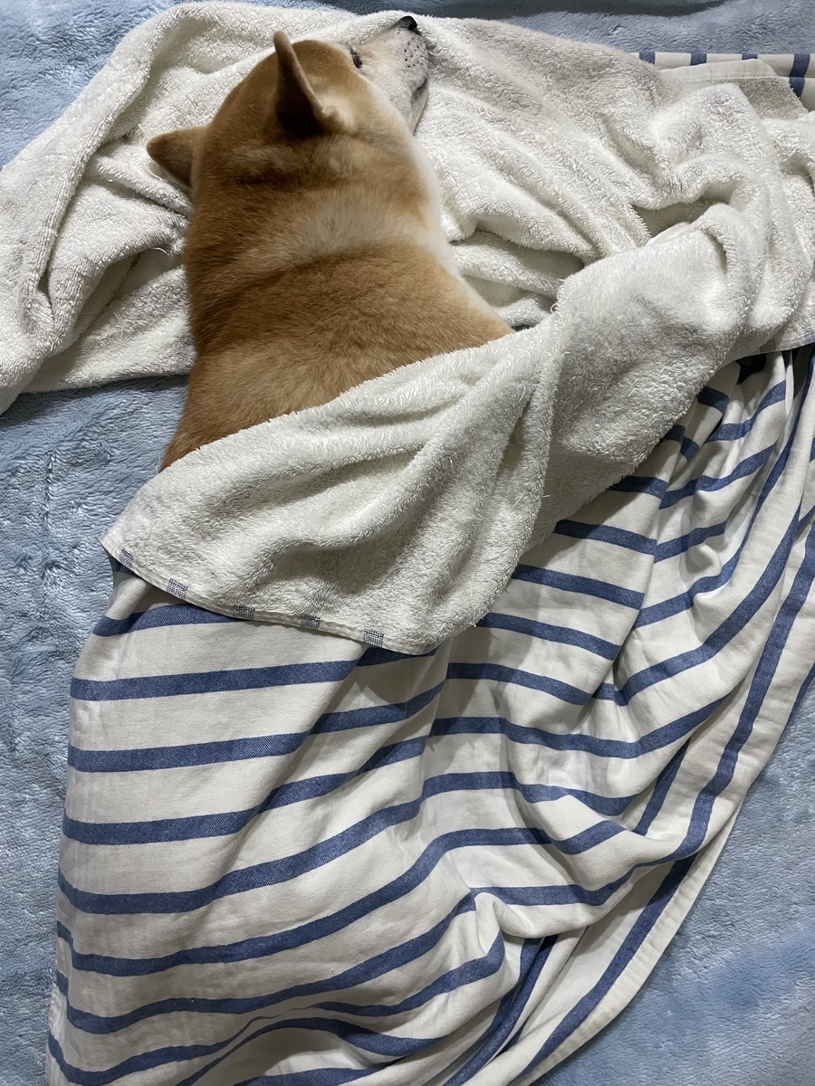 眠る犬