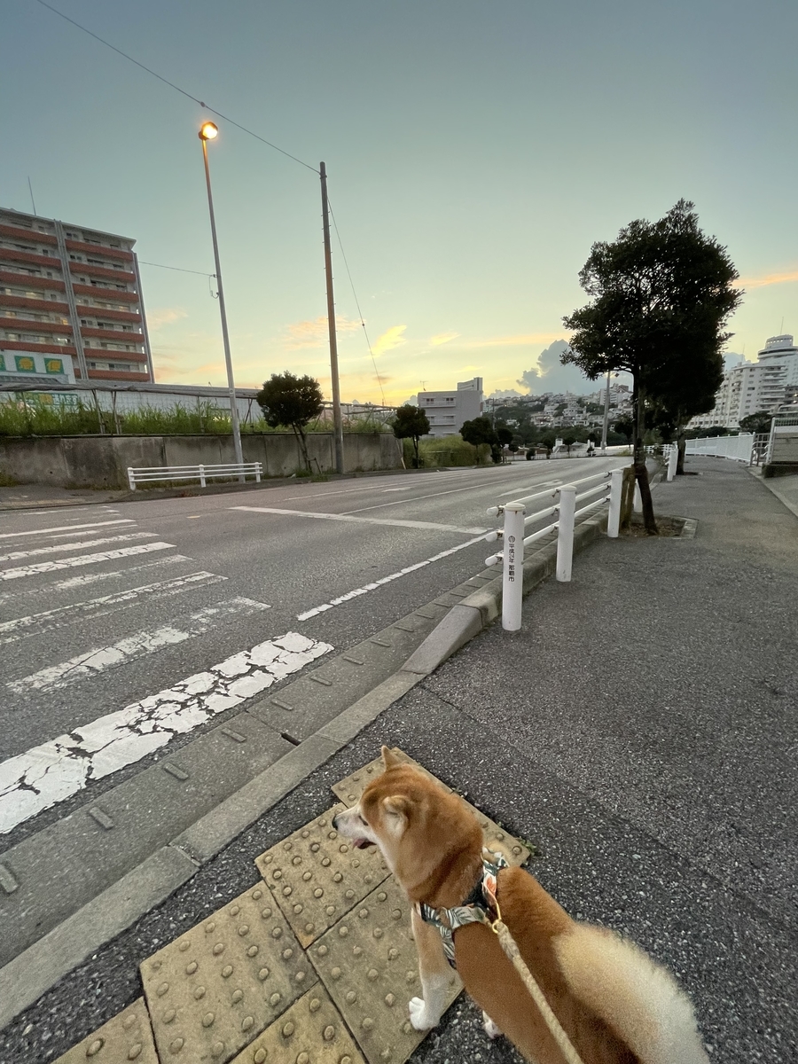 散歩する犬