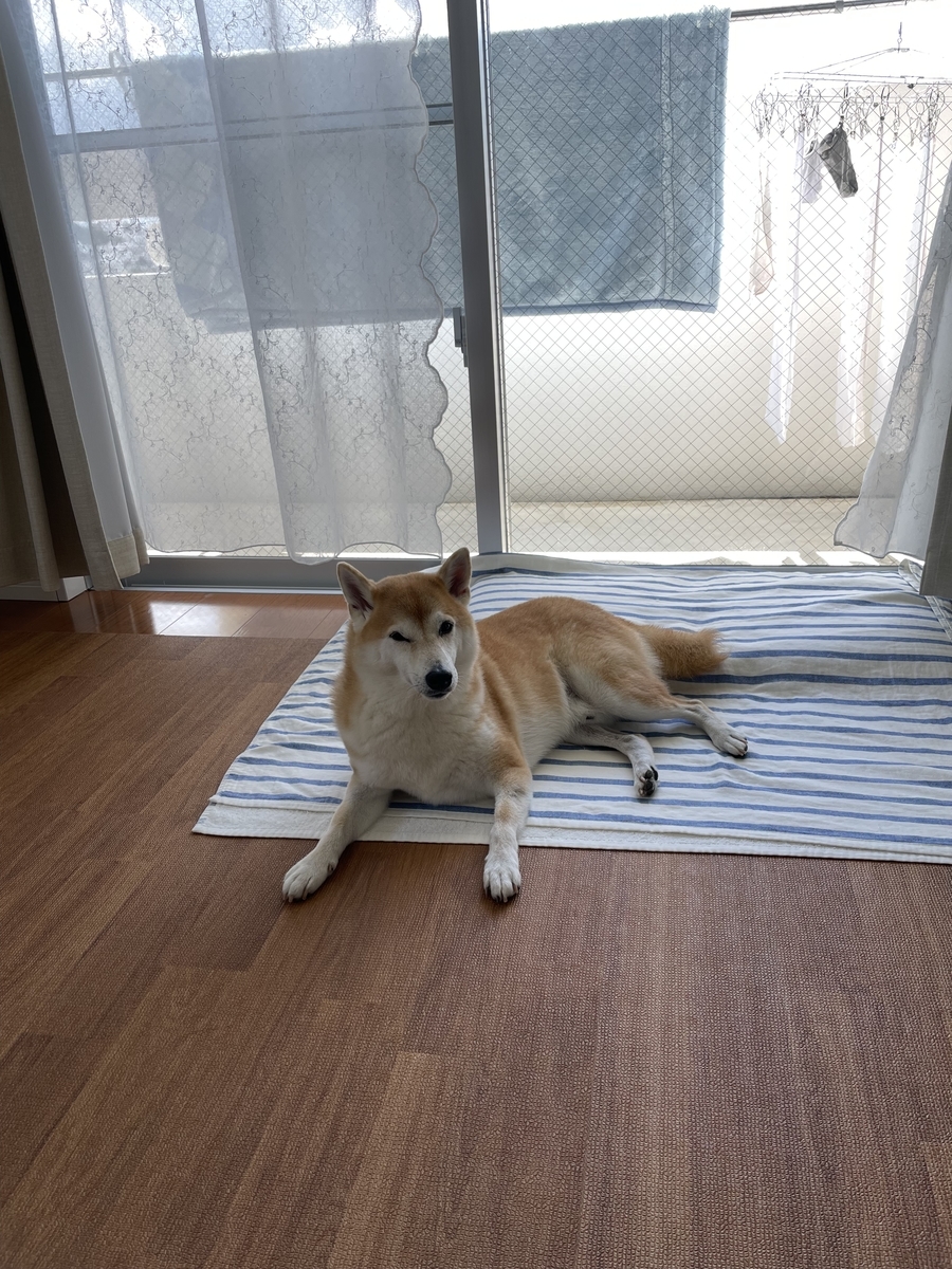 たたずむ犬