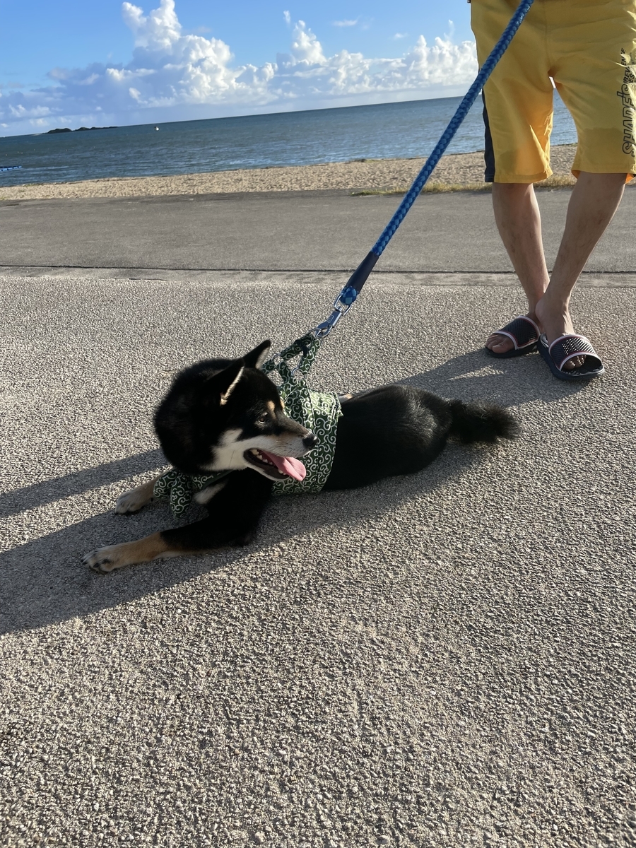 海と犬