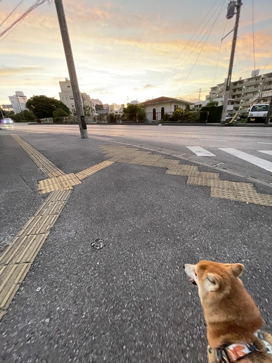 朝焼けと犬