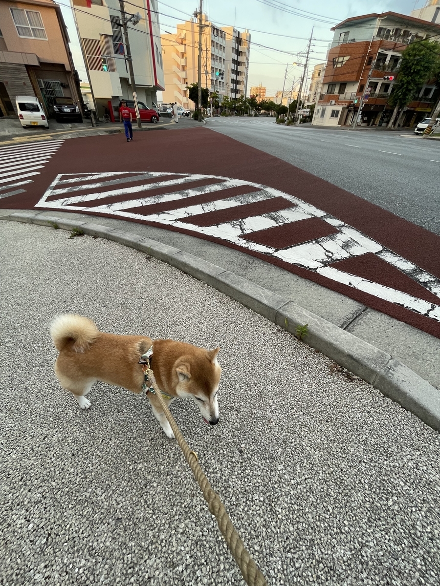 散歩する犬