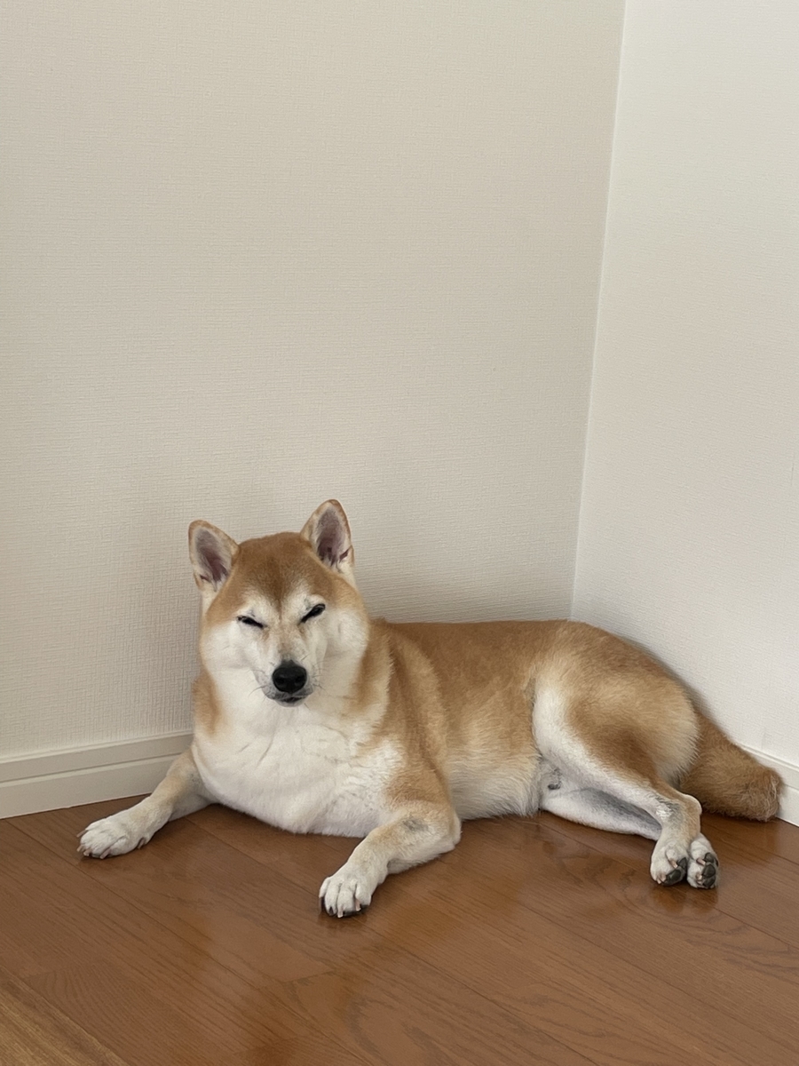 目をしばしばする犬