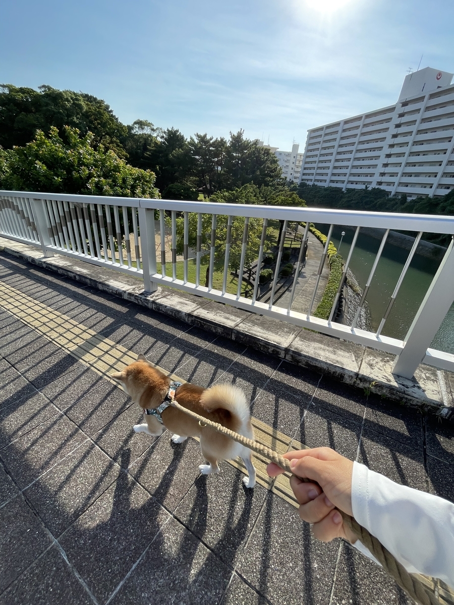 散歩する犬