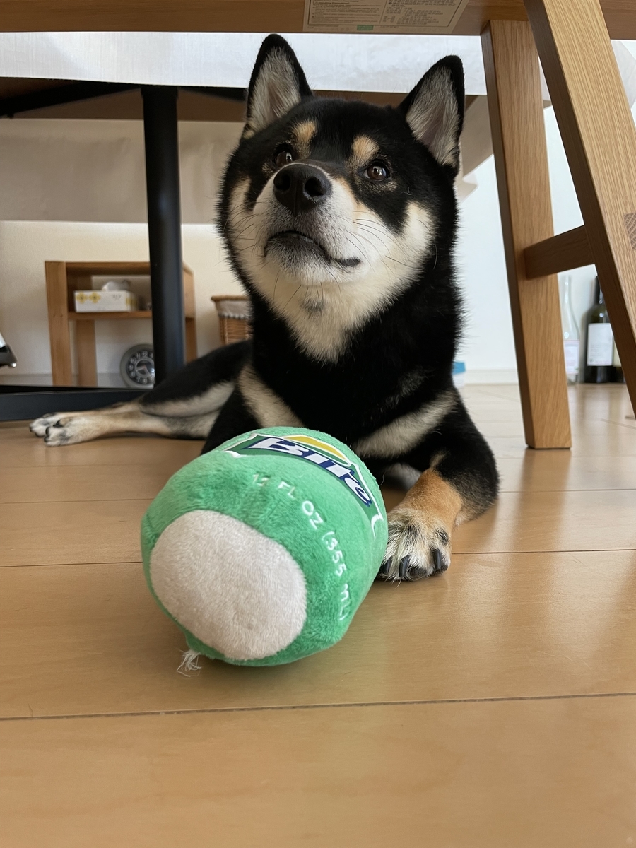 おもちゃと犬