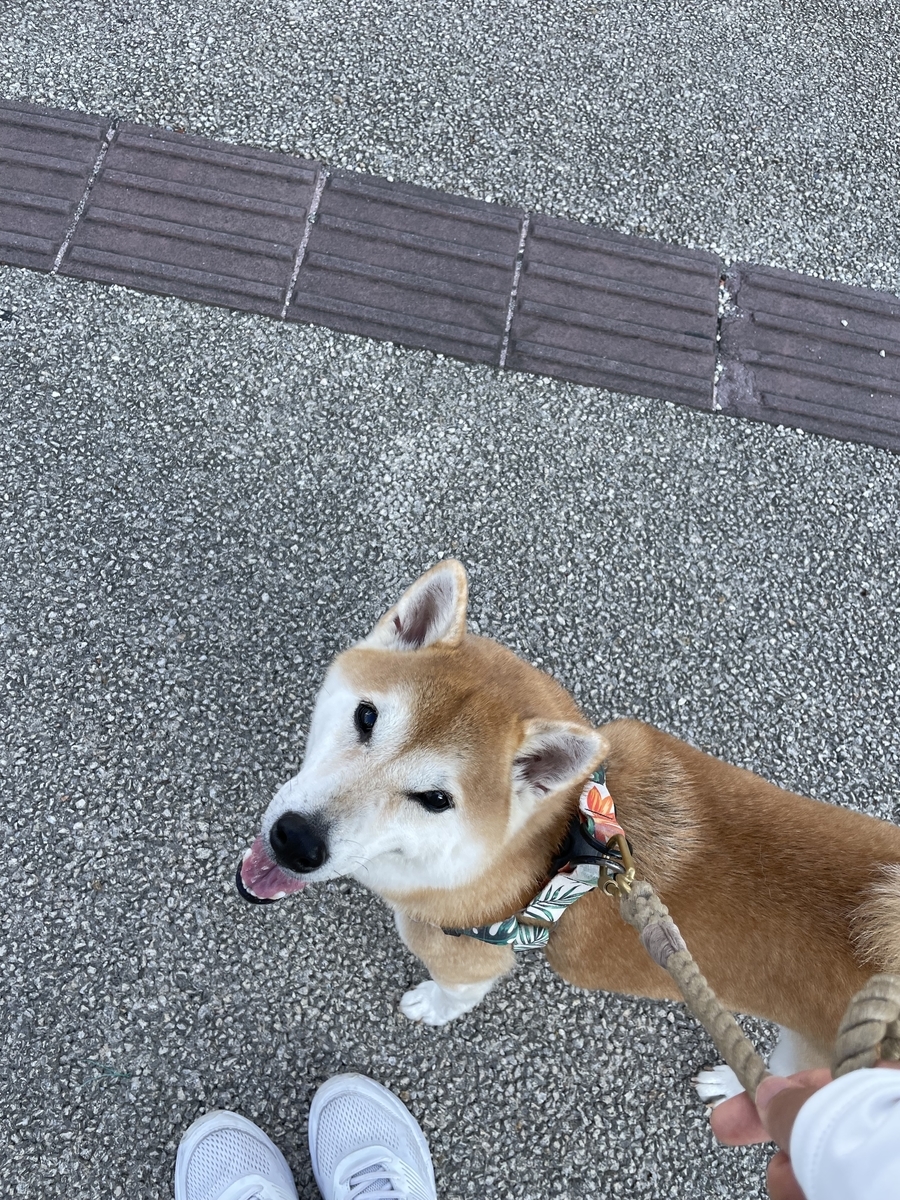 見上げる犬