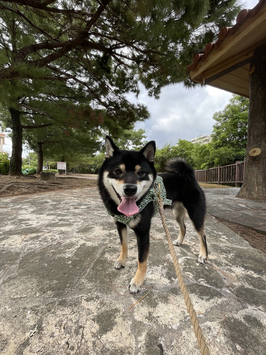 カメラ目線の犬