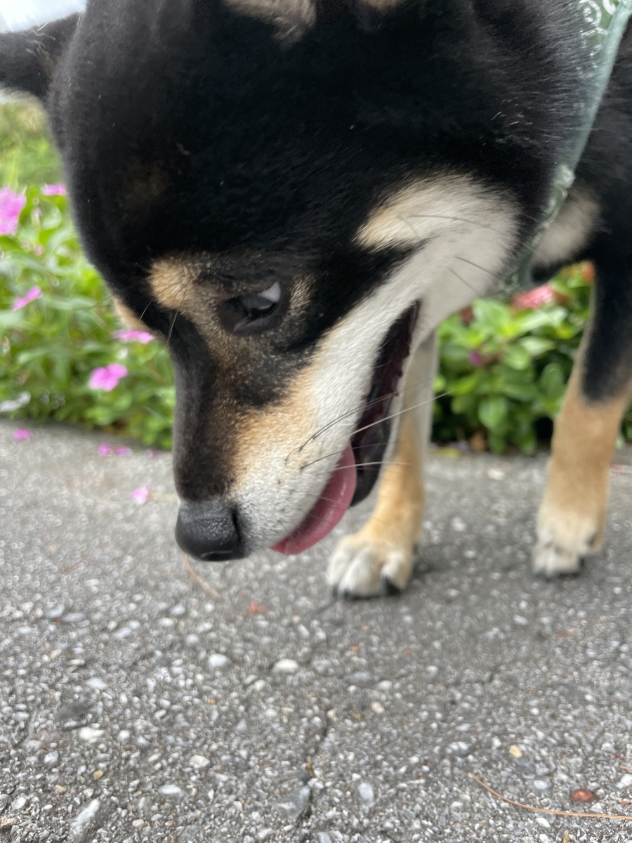犬のドアップ