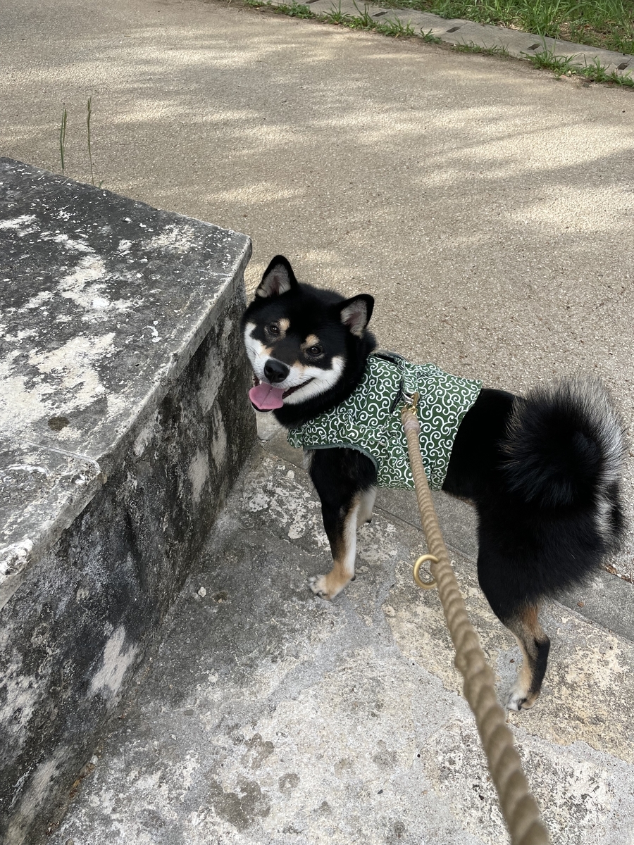 カメラ目線の犬