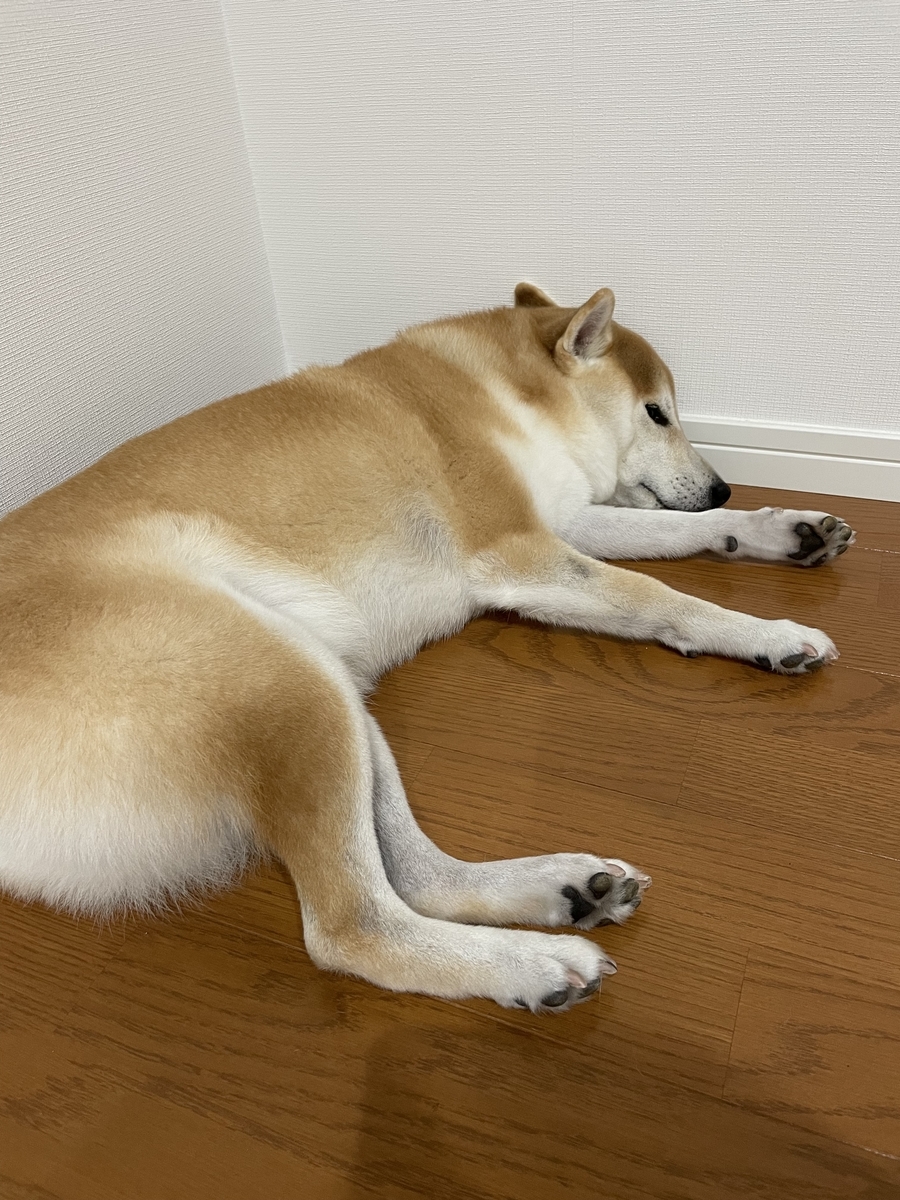 眠る犬