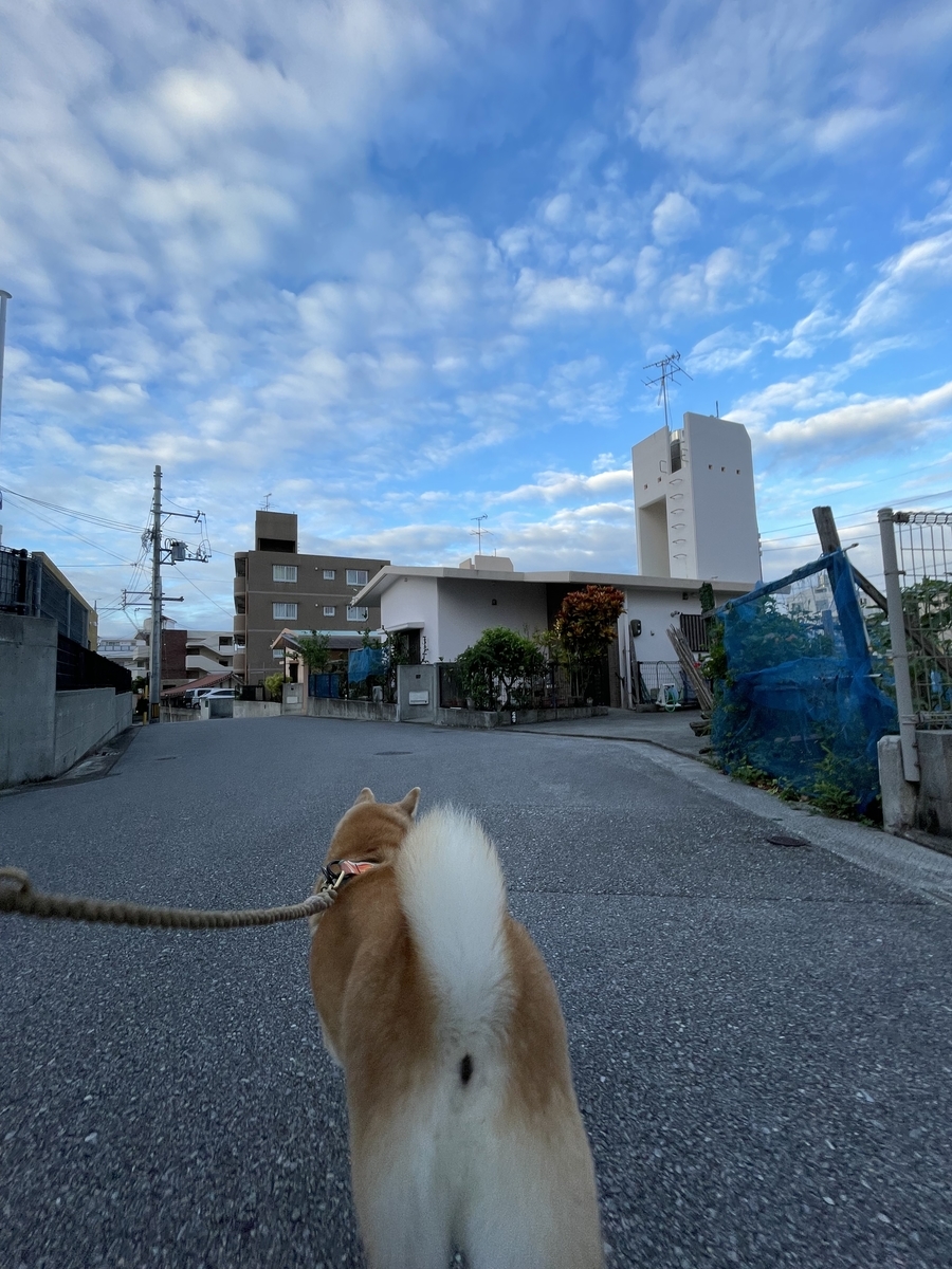 散歩する犬