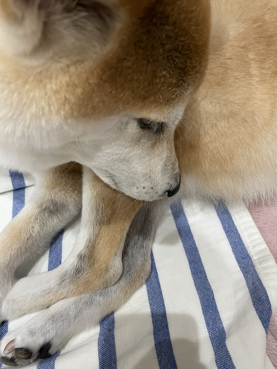 足を見る犬