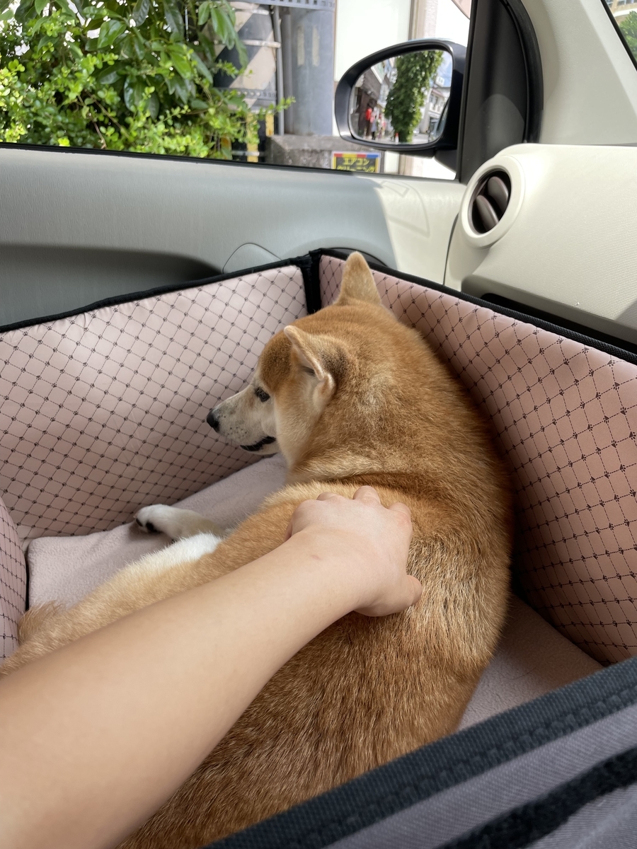 車に乗る犬
