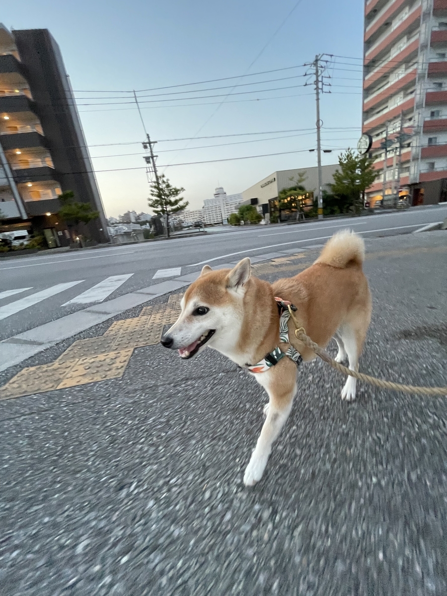 散歩する犬