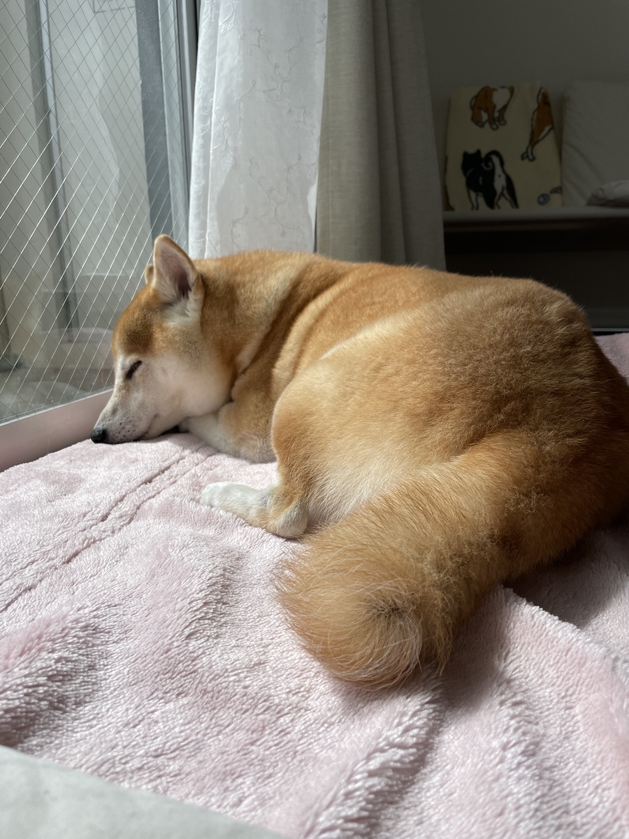 眠る犬