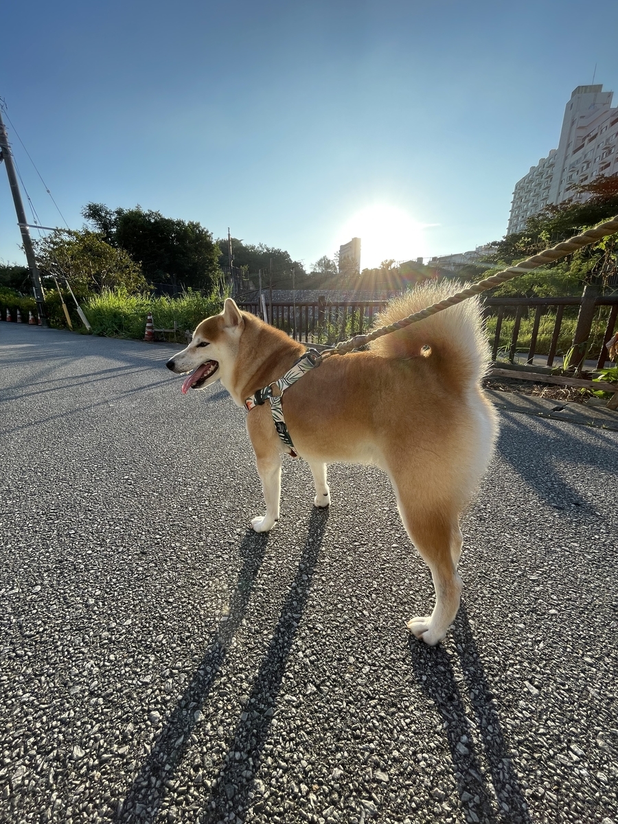 日の出と犬