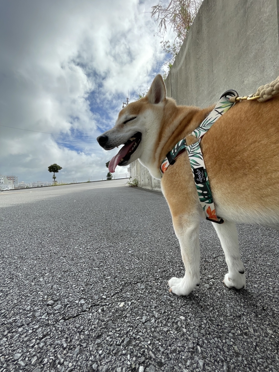 青空と犬