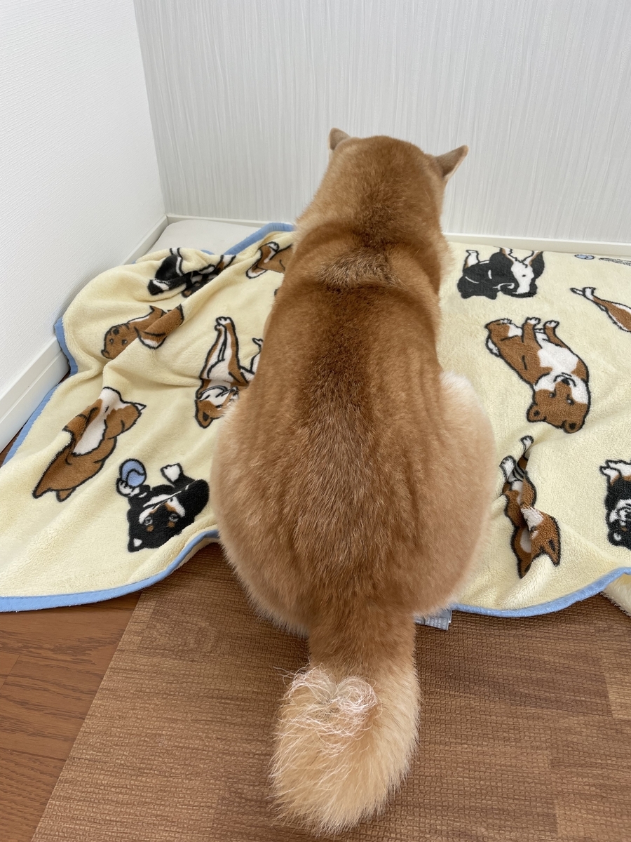 犬の後ろ姿