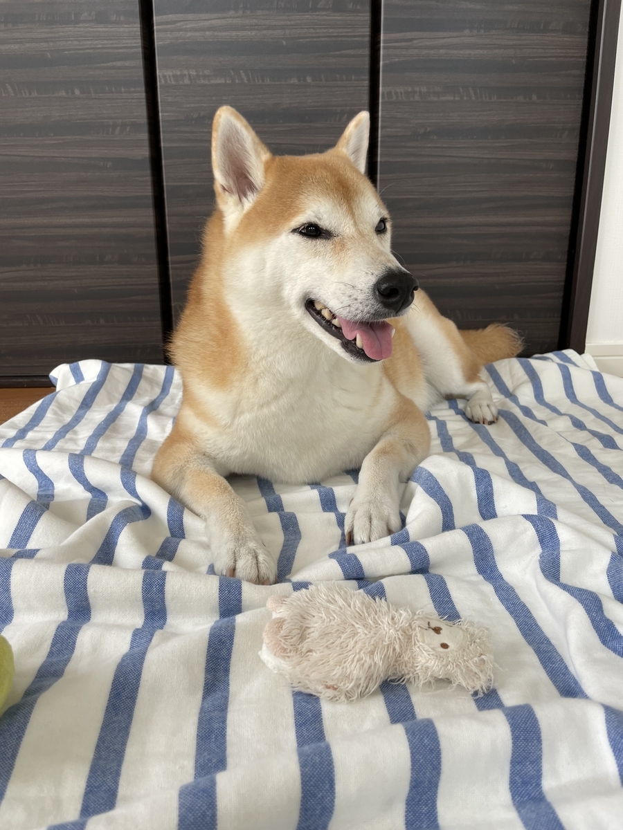 微笑む犬