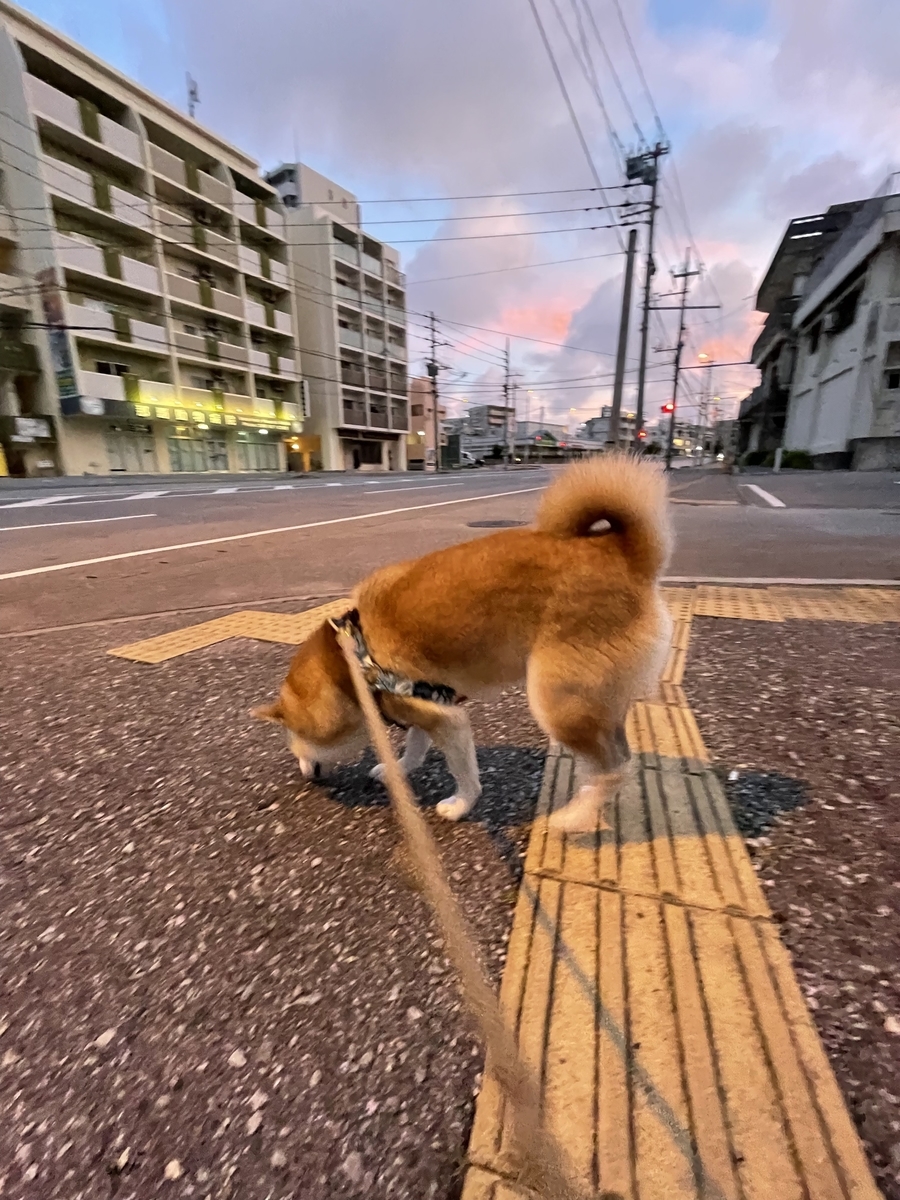 散歩する犬