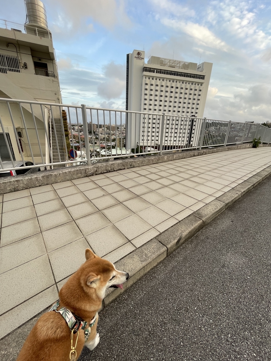高台と犬