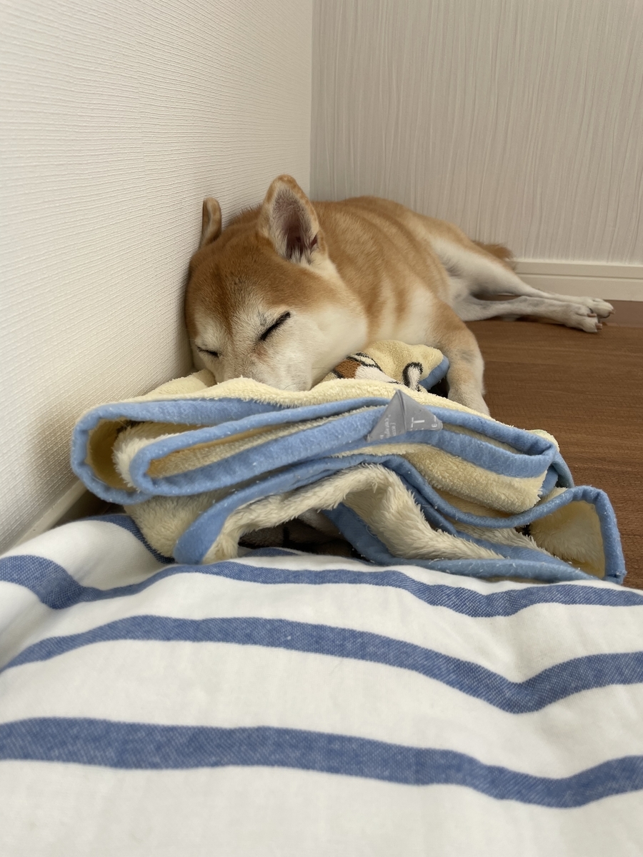 眠る犬