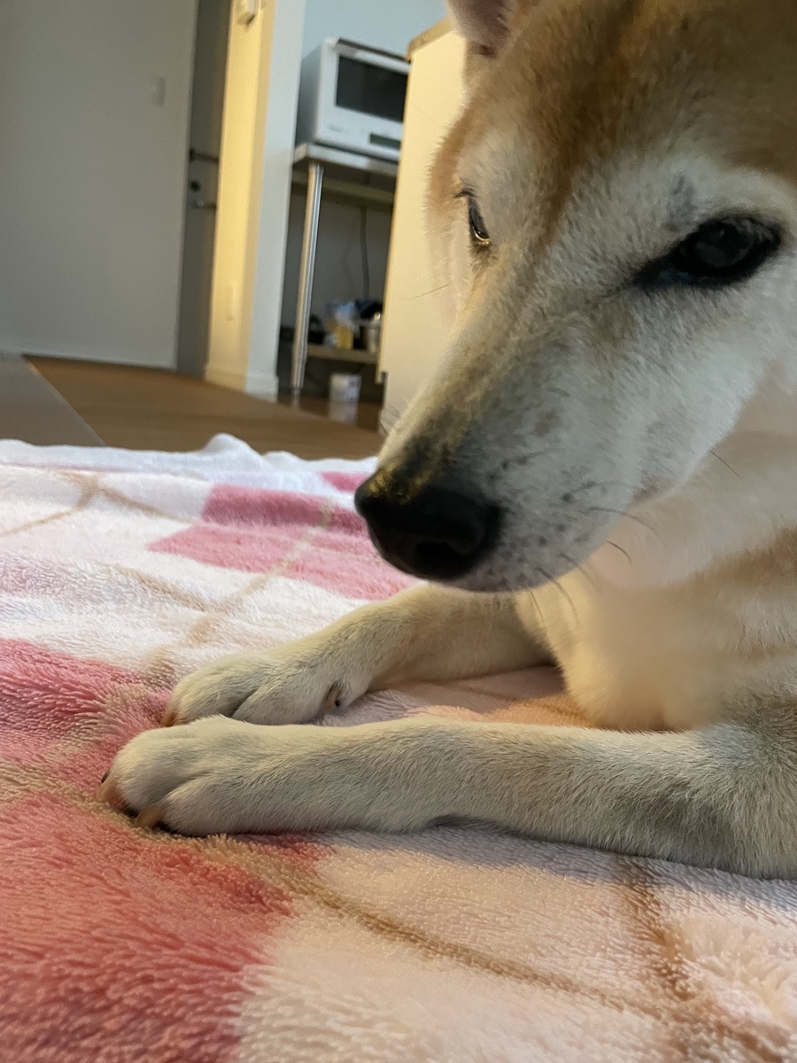 無表情の犬