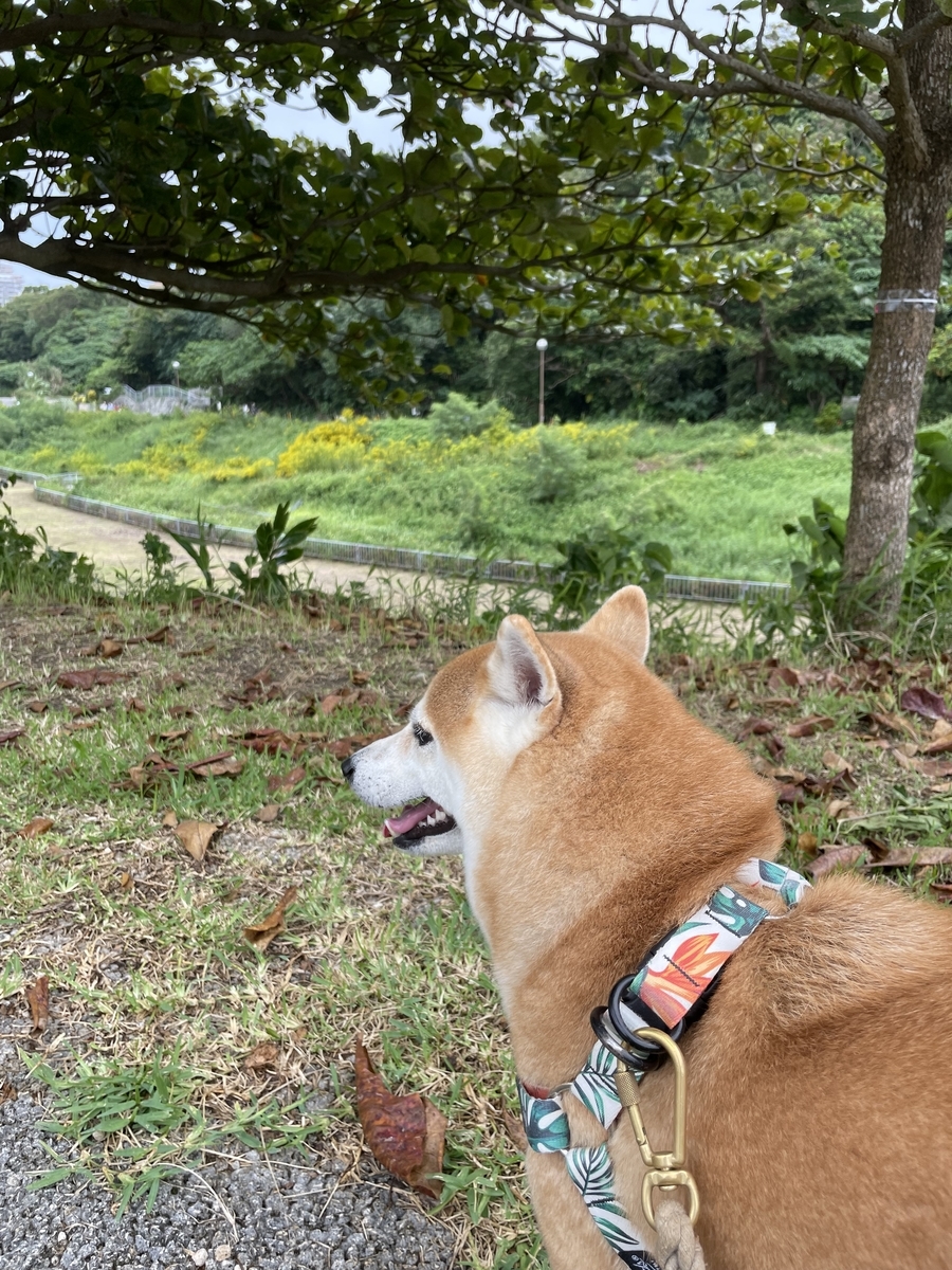 散歩する犬