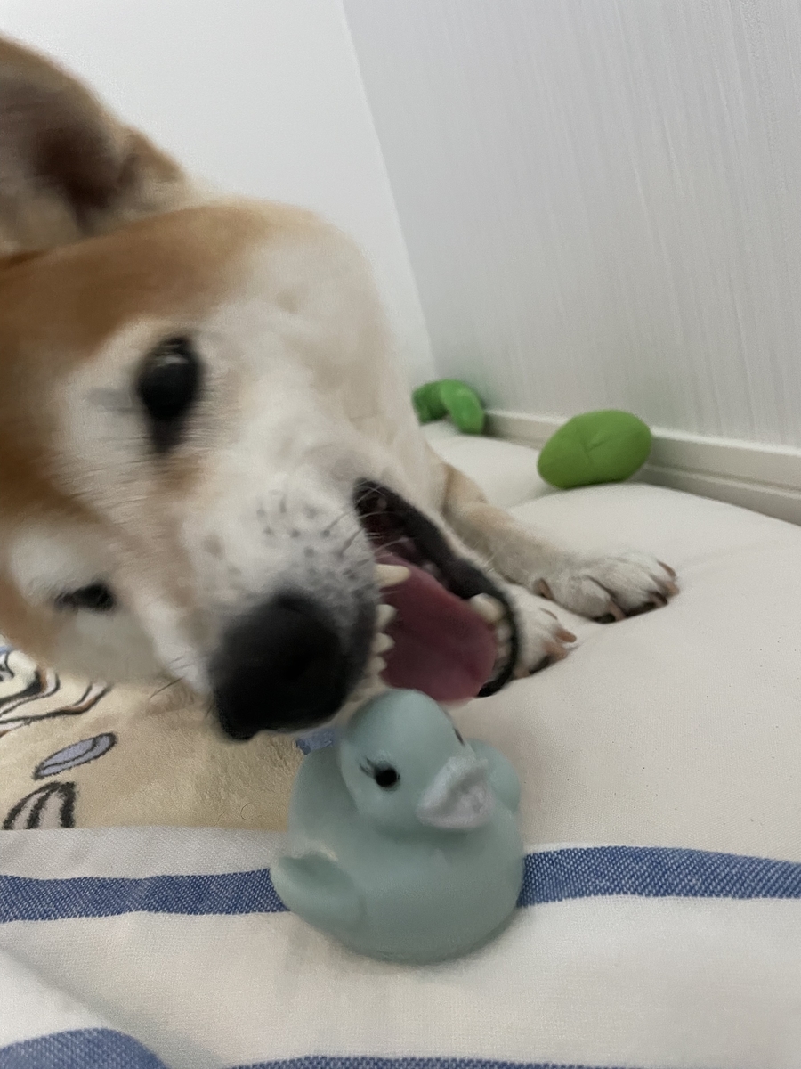 遊ぶ犬