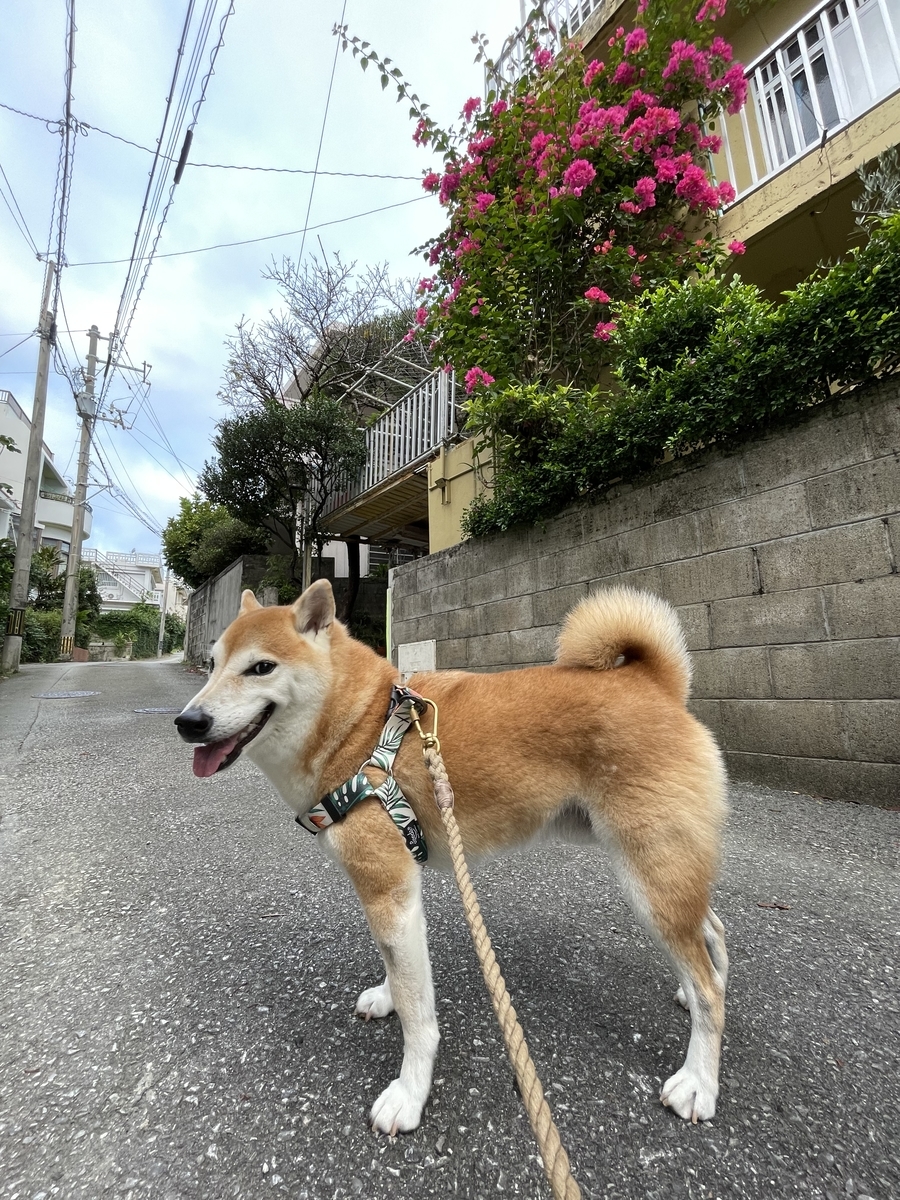 散歩する犬